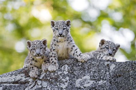 snow, Leopards, Cubs, Three, 3, Animals Wallpapers HD / Desktop and Mobile Backgrounds