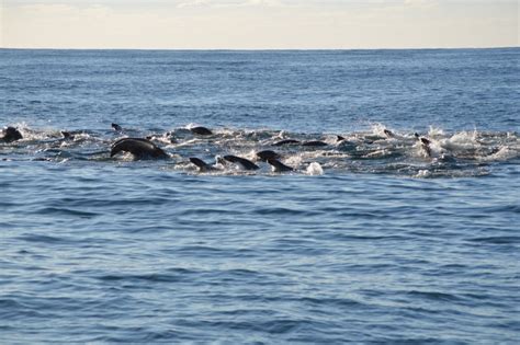 Sea-lion-feeding-frenzy.jpg – Loyalty Traveler