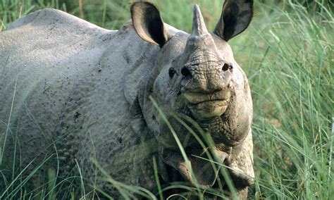 Rhino Horn | Pages | WWF