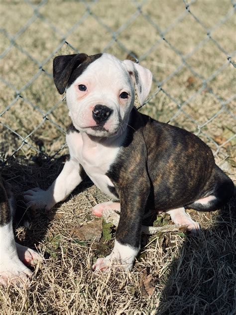 American Bulldog Puppies For Sale | Alex, OK #316856