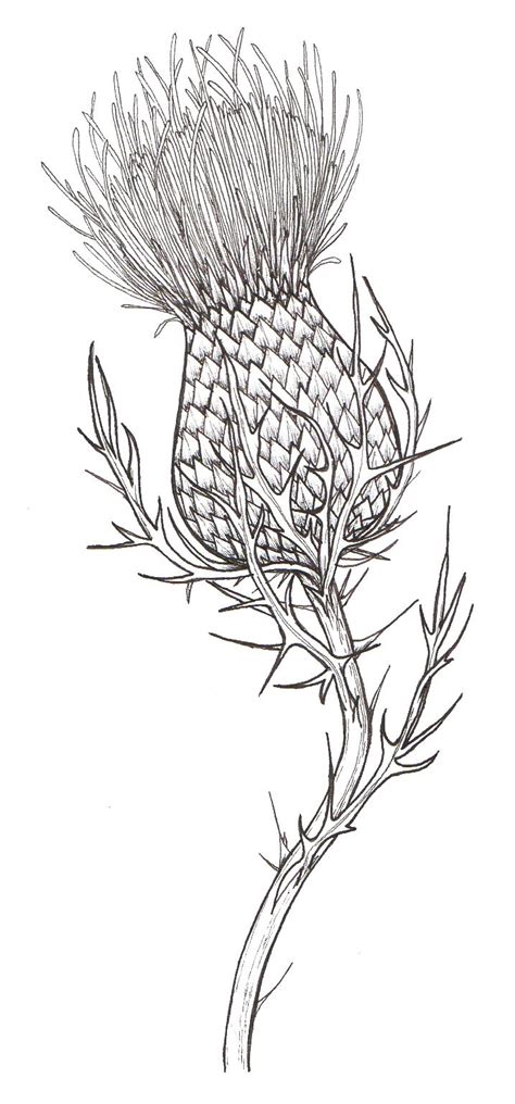 Thistle Flower Drawing