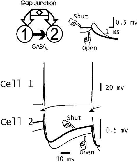 Example of combined chemical synaptic and gap junction connection ...