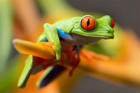 Frogs, especially tree frogs, are captivating and adorable creatures. – Nature Blog Network