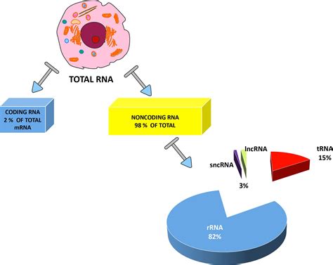 Figures and data in Long non-coding RNAs in regulation of adipogenesis ...