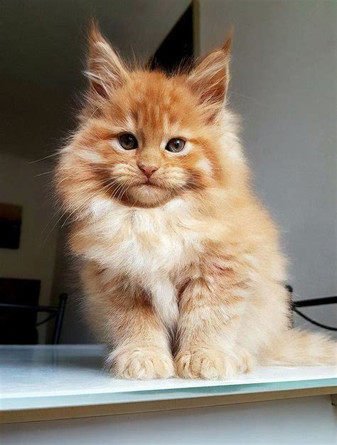 50 Cute Maine Coon Kittens That Are Future Giants In The Making