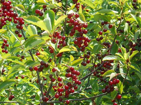 Black Cherries: Nature's Healing Fruit. | elephant journal