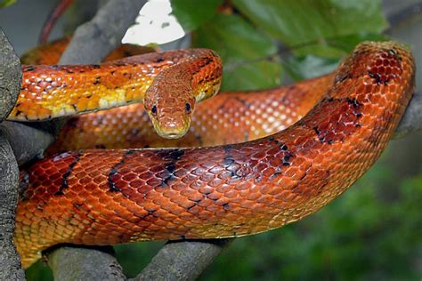 Corn Snake | The Maryland Zoo