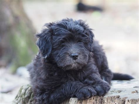 Breeders — Bergamasco Sheepdog Club of America