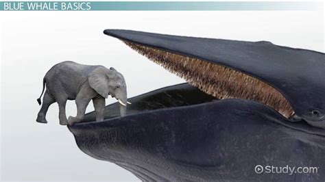 Blue Whale Size Comparison To Elephants