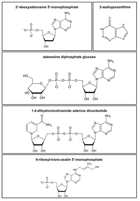 Cells | Free Full-Text | Analysis of Nucleosides and Nucleotides in Plants: An Update on Sample ...