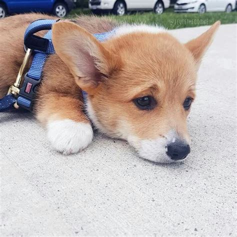 1548 best Corgi Puppies images on Pinterest | Puppies, Corgi and Corgi ...