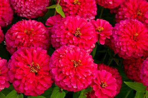 12 Best Annual Flowers for Full Sun