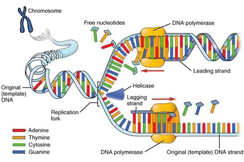 DNA Replication Process and Steps