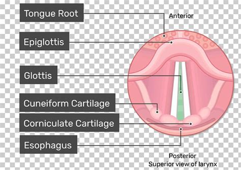 Glottis Larynx Vocal Folds Vestibular Fold Anatomy PNG, Clipart, Anatomy, Angle, Diagram, Ear ...