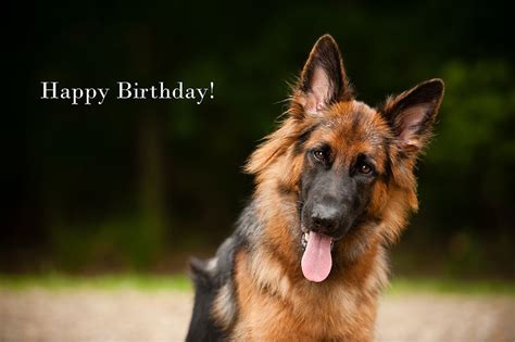 Happy Birthday German Shepherd Funny