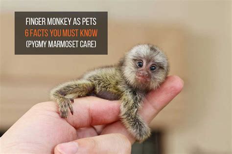 Tiny Companions or Big Challenges: The Truth About Finger Monkey Pet ...