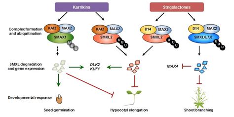 Control of Arabidopsis Hypocotyl Growth by Strigolactone and Karrikin Signaling | Plantae