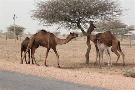 Indian Century - Geography of Rajasthan