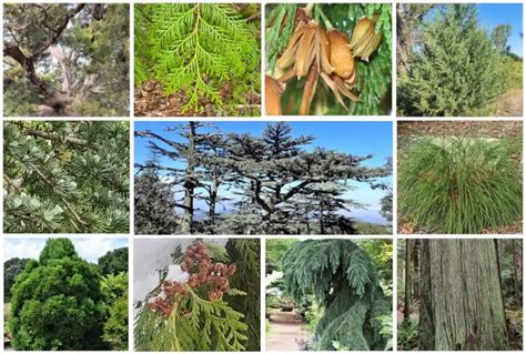 17 Different Types of Cedar Trees & Their Identifying Features