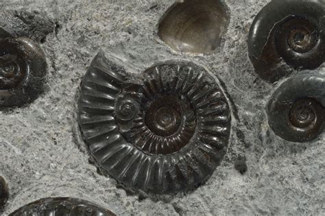 Spiral Shell Fossils