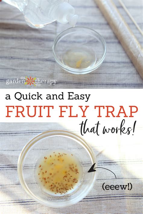 How to Get Rid of Fruit Flies FAST with a Simple DIY Fruit Fly Trap (2022)