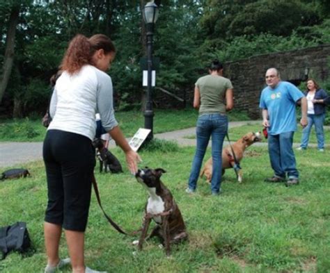 Passion for Pits: Free Pit Bull training!