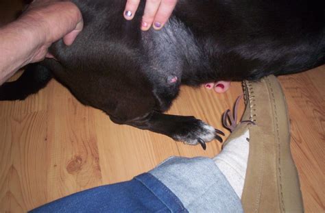 I have a black lab she has a lump on her hind leg{elbow}. Can I upload ...