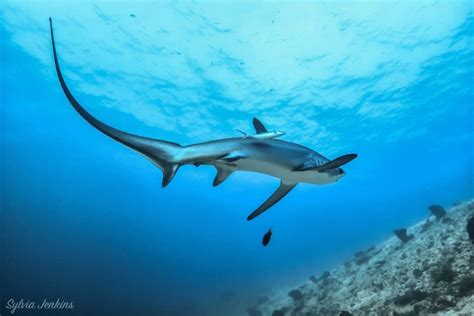 Thresher Sharks - Malapascua Island Diving Philippines Cebu | Malapascua's Thresher Shark Divers