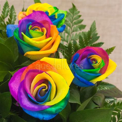 Las Rosas Rainbow o Rosas Arco Iris