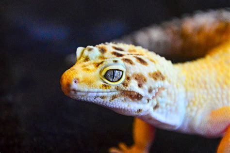 Leopard Gecko Eye Infection: Causes, Symptoms, and Treatment