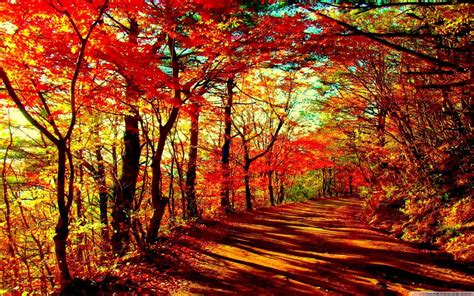 Free Beautiful Autumn Forest computer desktop wallpaper - Cool Free ...