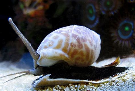 Nassarius Sand Snail (Nassarius sp.) Saltwater Inverts For Sale