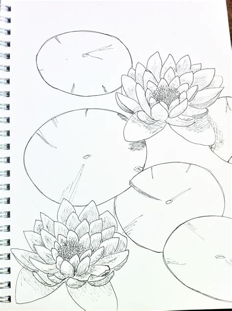 Lily Pad Drawing Step By Step : Just a book full of everything i've learned from my years of ...