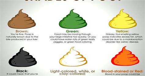 All About Poop And How To Tell If You Have Healthy Poop - ZOHAL