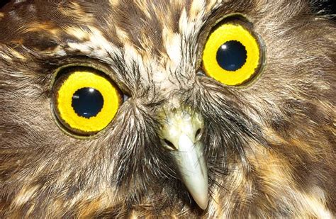 Morepork/ruru: New Zealand native land birds