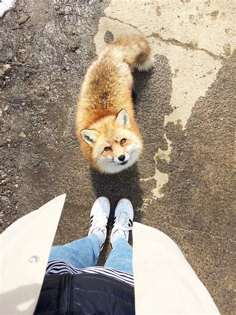 Fox Village in Japan - Surround Yourself in Cuteness — This Life Of Travel