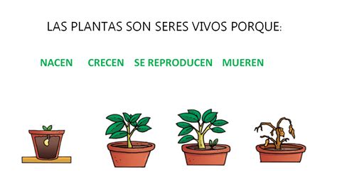 Primero Primaria Los Seres Vivos Las Plantas | The Best Porn Website