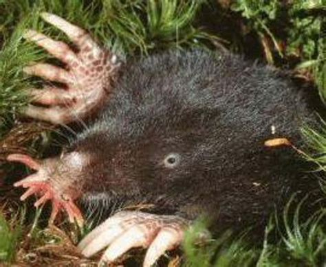 11 Fascinating Facts About The Star-Nosed Mole