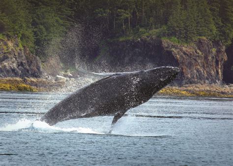 Alaska Whale Watching Tours | Whalewatching in Alaska