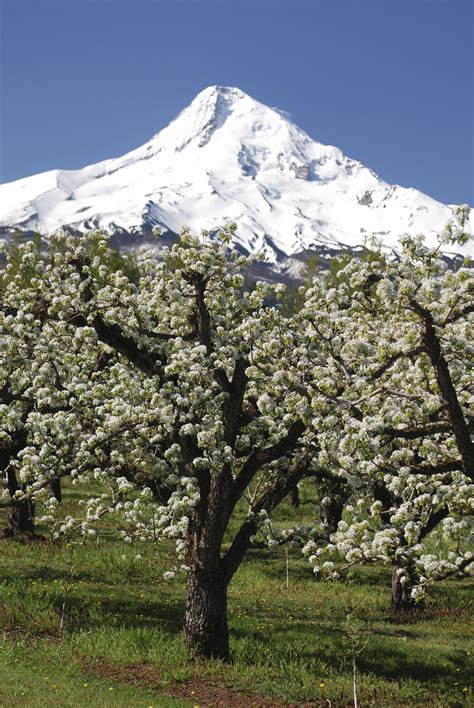 Mt. Hood - Hood River, Oregon #mthood #cherryblossoms #hoodriver Hood River, Mount Rainier ...