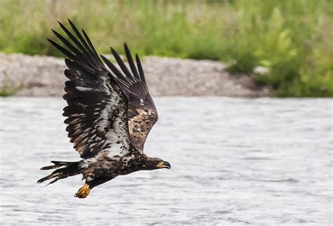 Golden Eagle Facts | The Garden and Patio Home Guide