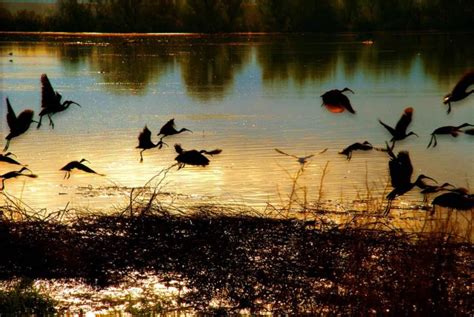 Free picture: birds, flying, sunset