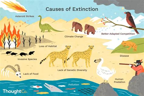 Extinction Of Rainforest Animals And Plants | RAINFOREST ANIMAL