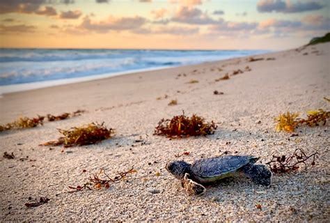 Disney’s Vero Beach Resort Naturalist Shares Turtle-y Awesome Cast Role ...