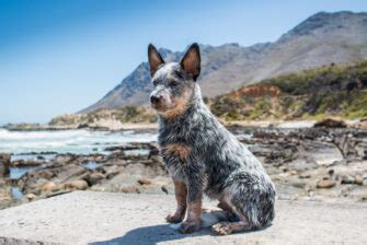 The Top 10 Best Blue Heeler Breeders In The U.S.