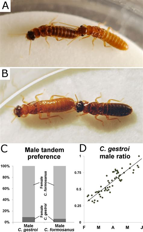 Two Invasive Termite Species Join Forces To Wreak Havoc In Florida