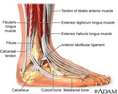 Medial Malleolus Anatomy