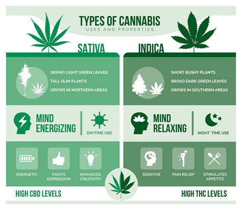 Sativa vs. Indica | the oz.