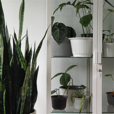 Ikea Greenhouse Cabinet Mods – House Plant Journal