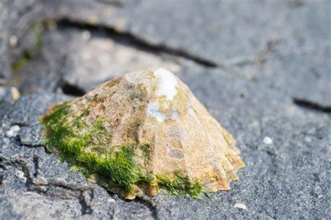 Common Limpet - Facts, Habitat, Diet, Conservation, & More - American Oceans